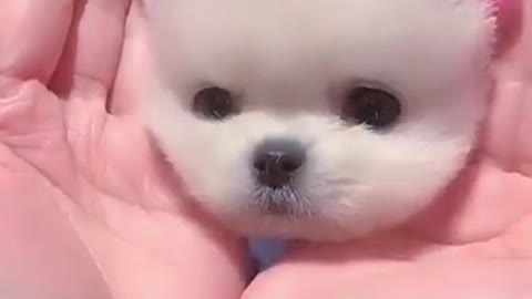 Cute and Funny Dogs Videos Compilation | smart & funny dogs | funny dogs | cute dogs #shorts #dog