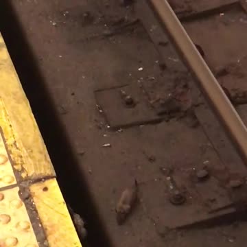 Rats in subway tracks