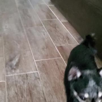 Nacho chihuahua having fun