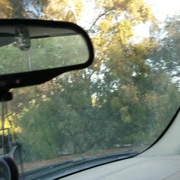 Man Becomes Real Life Snow White When Bird Greets Him Every Morning