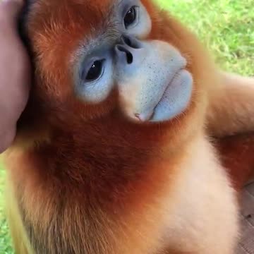 Golden snub nosed monkey eating