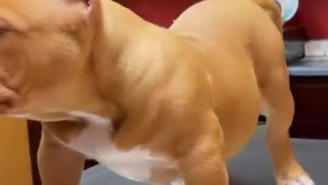 Cute dog ! Funny dog video ! Baby dog video