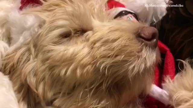 A brown and tan dog with santa hats on sleep next to each other with a toy elf