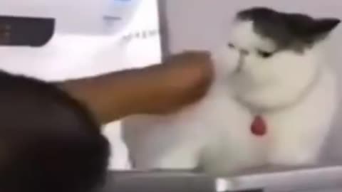 funny Cat fighting