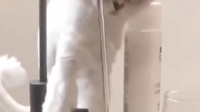 cute cat