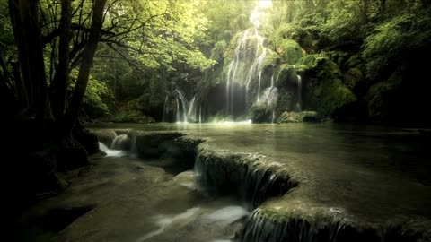 Natural Beautiful forest video