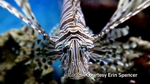 Invasive lionfish meet their match in Florida Keys