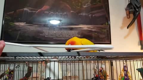 Funny Parrots Going Crazy - Funniest Parrots Compilation 2020p4