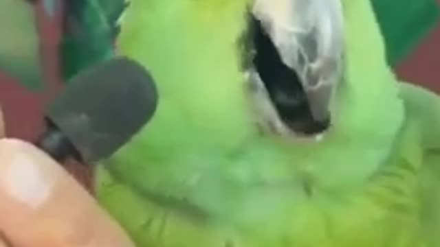 Amazing parrot doing mimicry of other animals