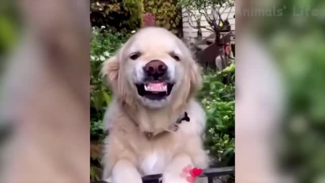 Funny dog..