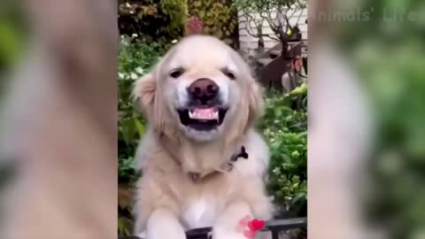 Funny dog..