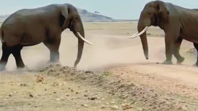 Elephant fight