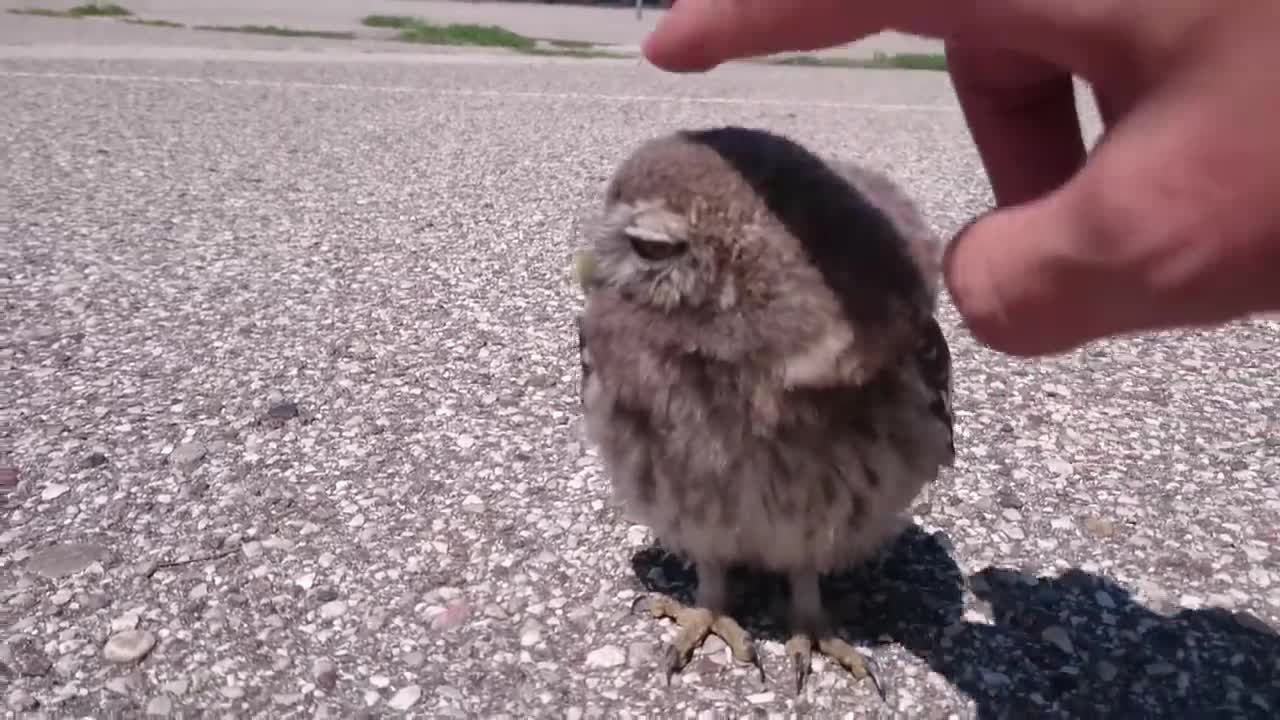 Baby Owl caressed in Verona