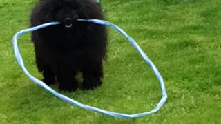 Hoop dog