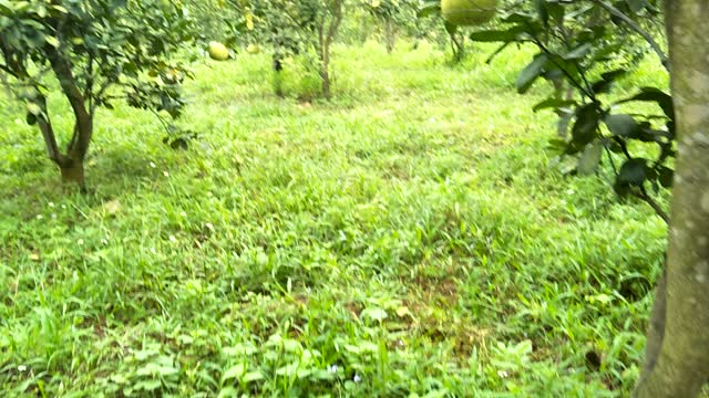 Grapefruit garden in Vietnam is very delicious fruit I love America