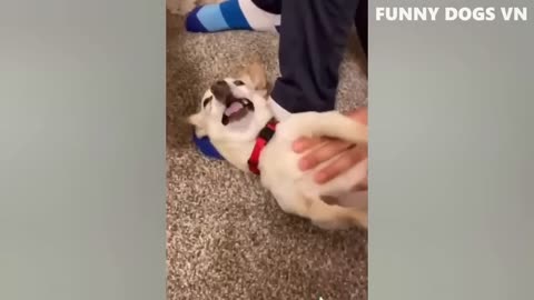 funny dogs video