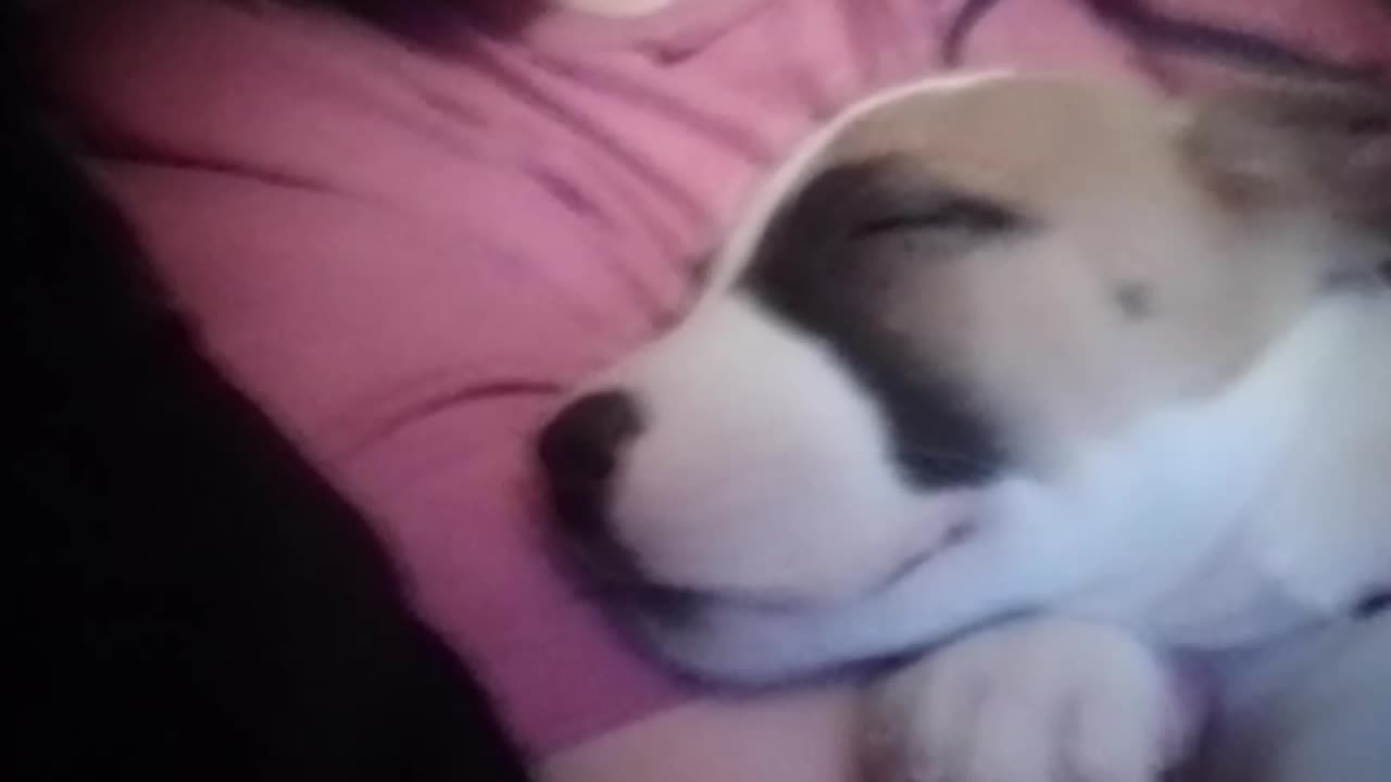 Duchess