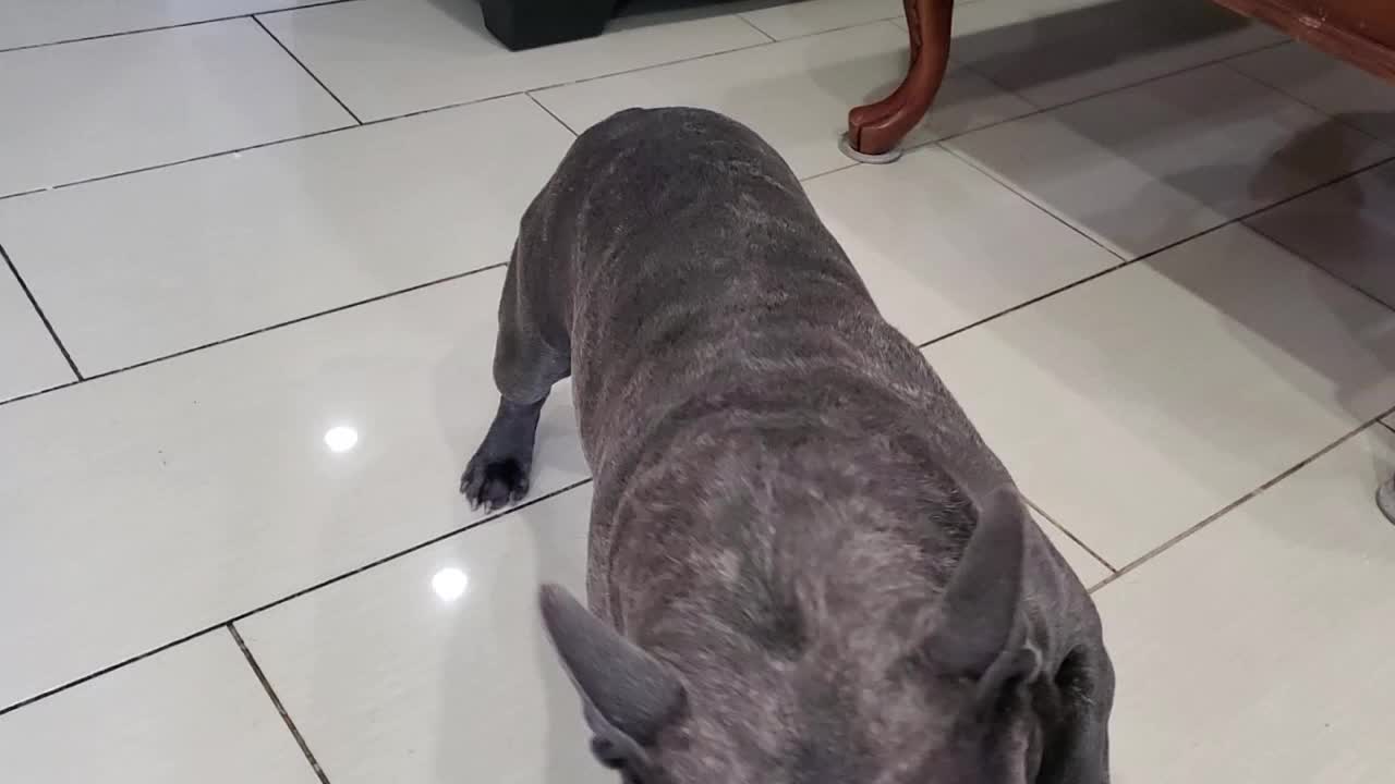 Bulldog eating his treat