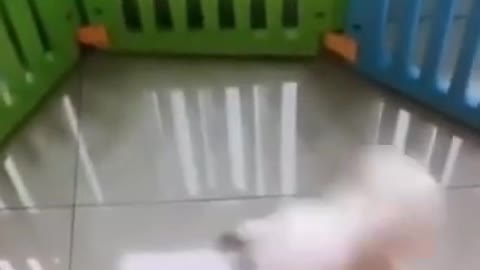 Super cute dog dance, Funny dog videos goes viral