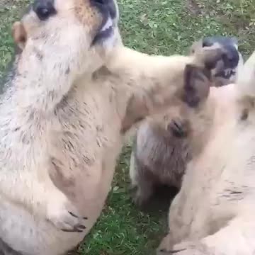 I love it 🥰 he is SOO 🥰 CUTE ☺️