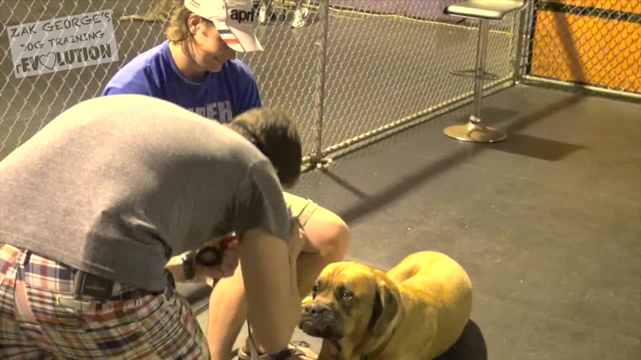 Dog Training 101_ How to Train ANY DOG the Basics