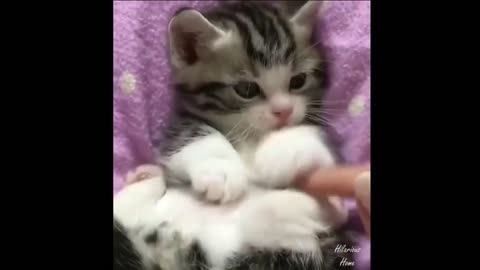 Cute Pets And Funny Cats Compilation 2021 #0014#