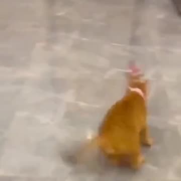 Fanny cat videos | kitty cat video | Cute cat videos | Pet Animal video | Kittycat |