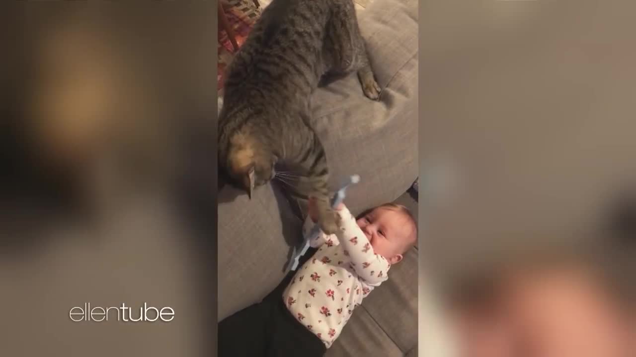 cat and kid-funny