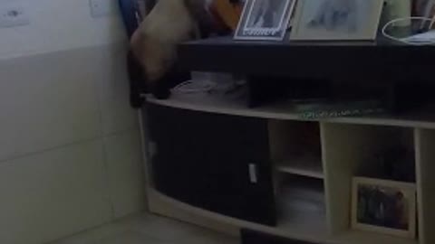 my cat almost breaks the tv