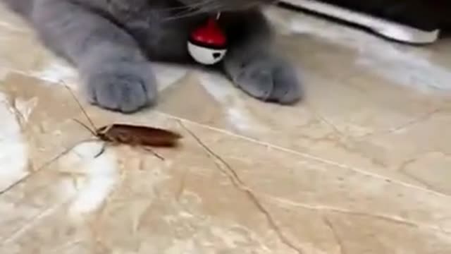 funny video cat clip