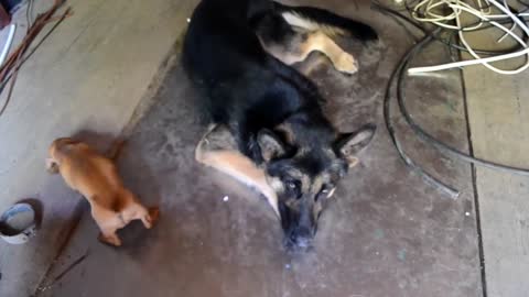 Funny animals Dachshund puppy plays with a shepherd dog