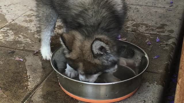 Puppy Plays In Water Bowl Instead Of Drinking From It