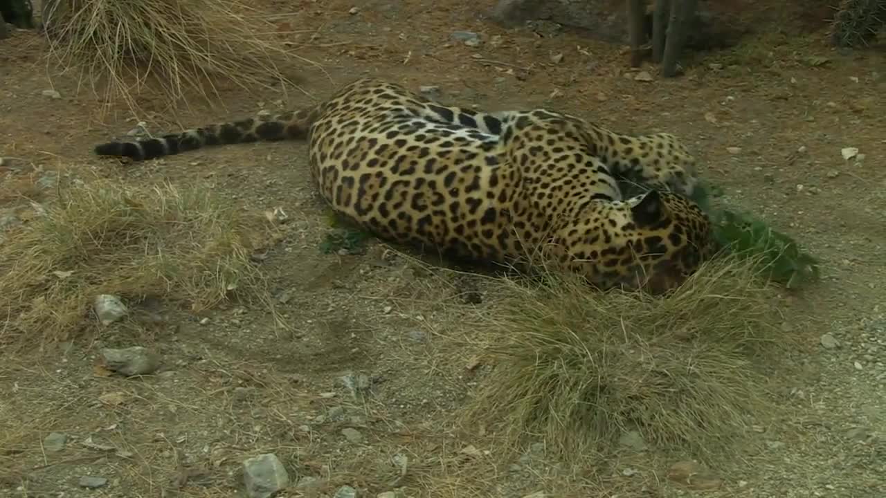 Do large cats like catnip as well?