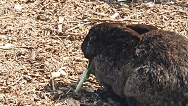 A rabbit that eats deliciously