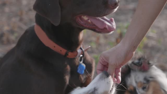 person-feeding-a-dogs