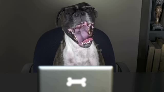 Funny Boxer Dog reads a tablet in her office❤️