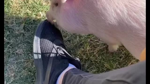 Whatalife#fyp#foryou#pig
