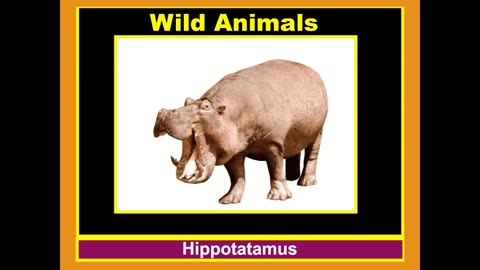 WILD ANIMALS | Learn Wild Animals Sounds and Names For Children, Kids And Toddlers