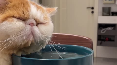 relax time with cat|funy cats video|#pet#funny#cute#cat