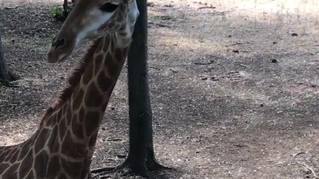 Small giraffe๐๐๐