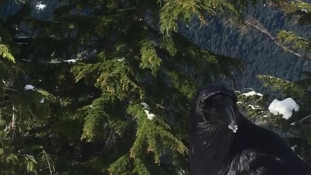 This Raven is not afraid of humans