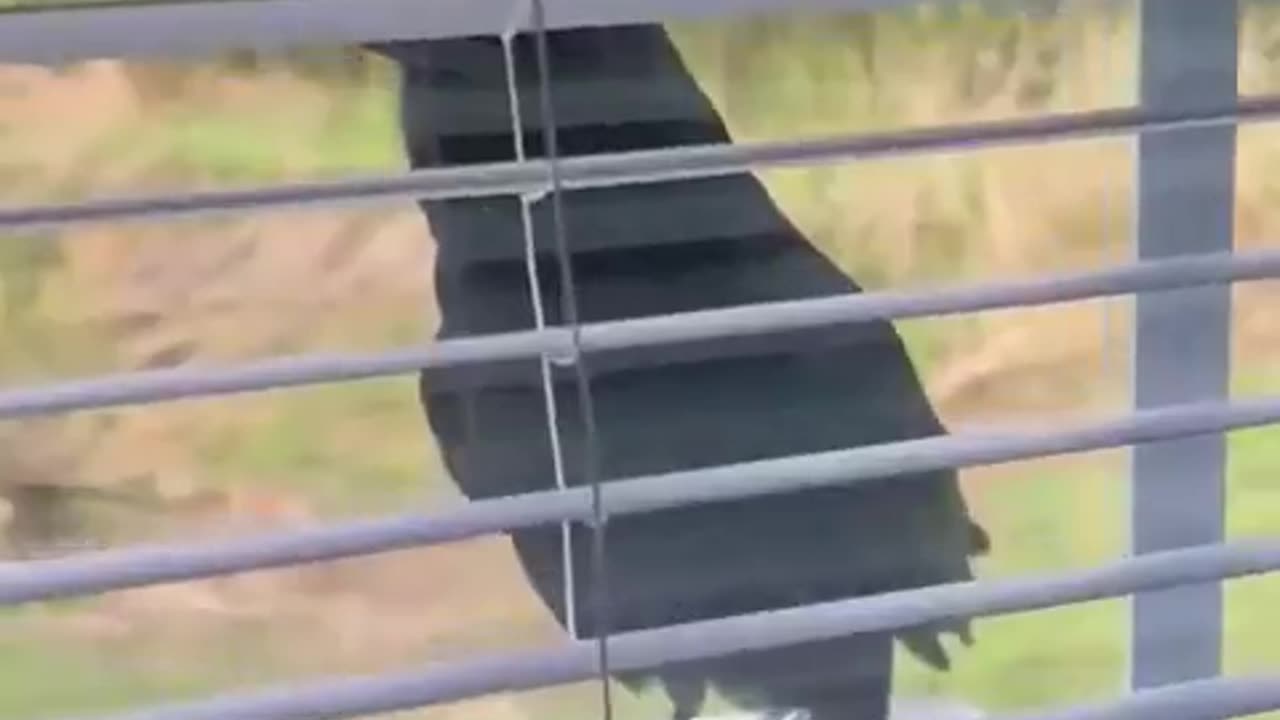 This crow talk like a human