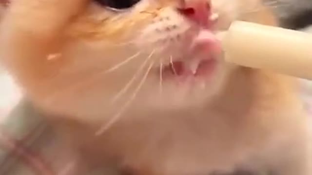 Cat Funny Video