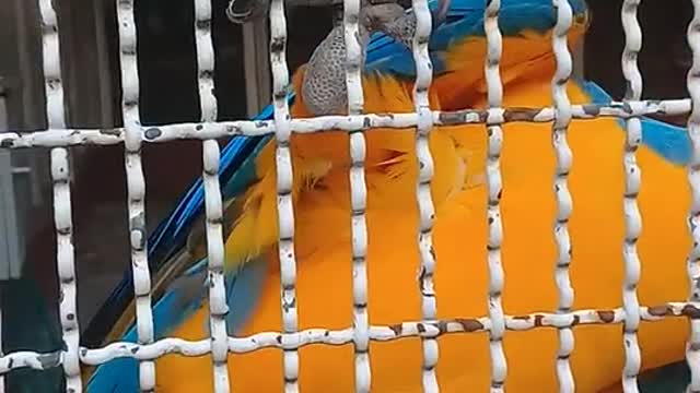 A parrot wants to go out some spectator