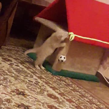 kitten and his new home