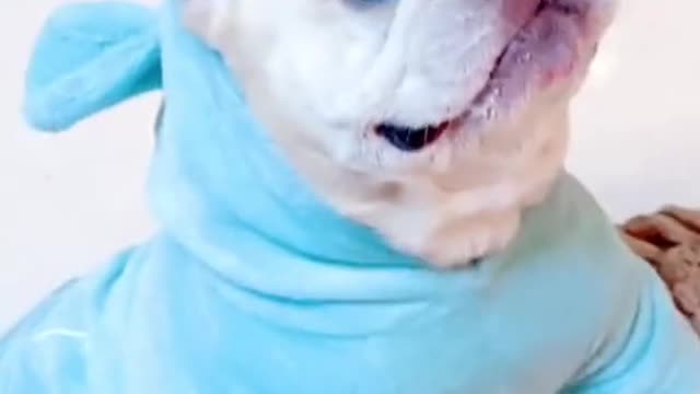 Cute pug ever- Not talking about its cute apparel