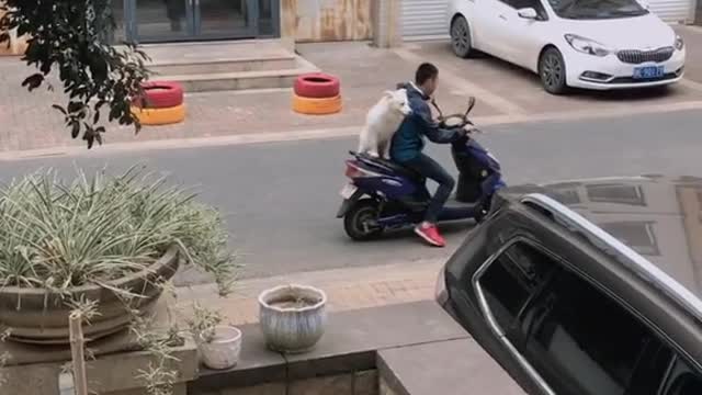 Pack Of Deer Randomly Run Down A Street In Italy