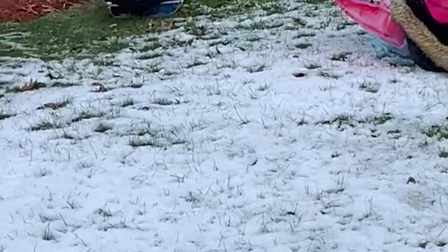 Kids on sleds with a little doggie 🐶