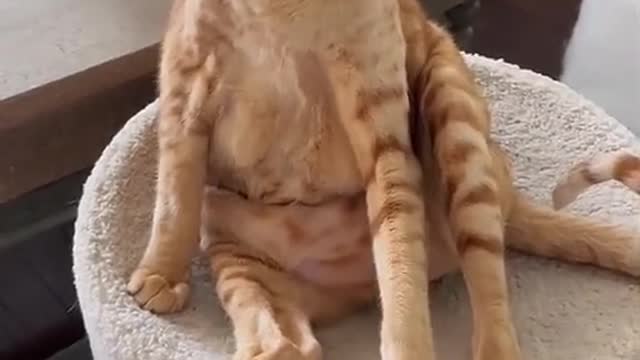 funny moments of cats