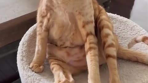 funny moments of cats